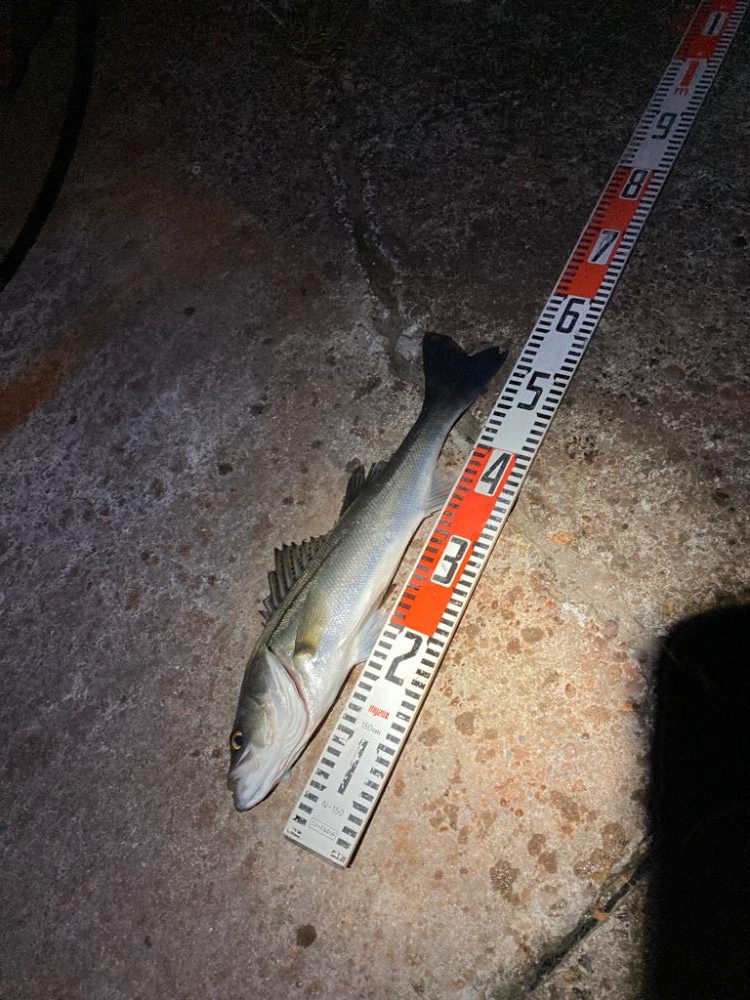 久しぶりの50オーバー