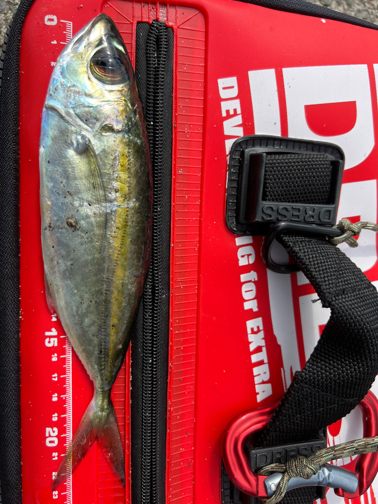 鯵を探して三千里 Vol.32