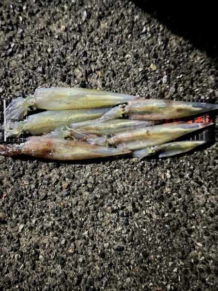 越前海岸でヤリイカ