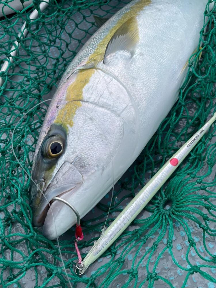 ヒラマサジギング