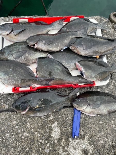 足摺グレ釣りほ