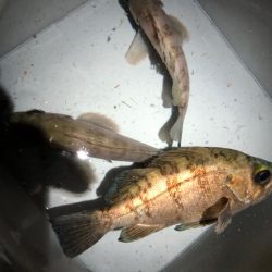 激渋の！メバリング