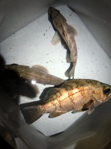 激渋の！メバリング