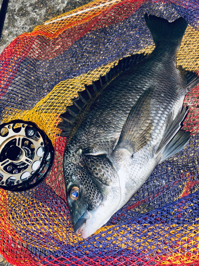 ヘチってきました