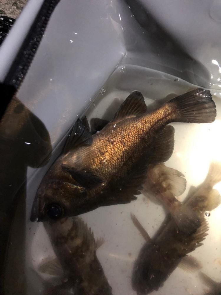 美味しく頂きます