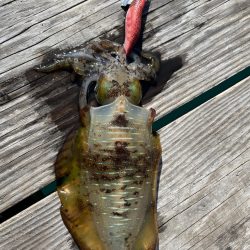 筏エギング！！