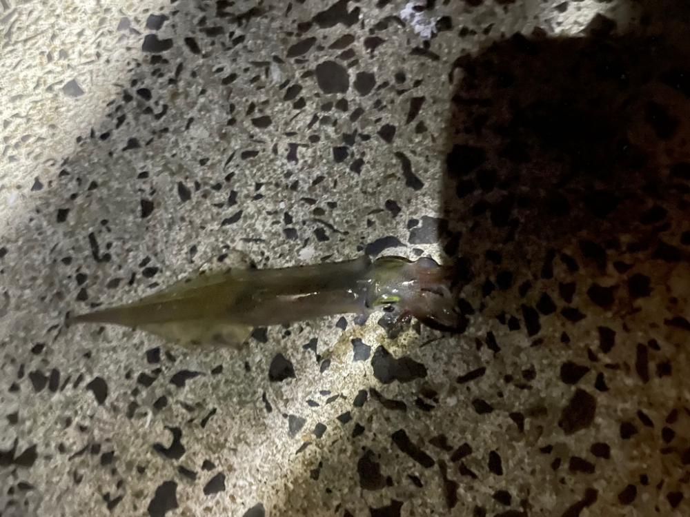 夕まずめチャレンジ(  •̀ •́ )୨⚑︎゛