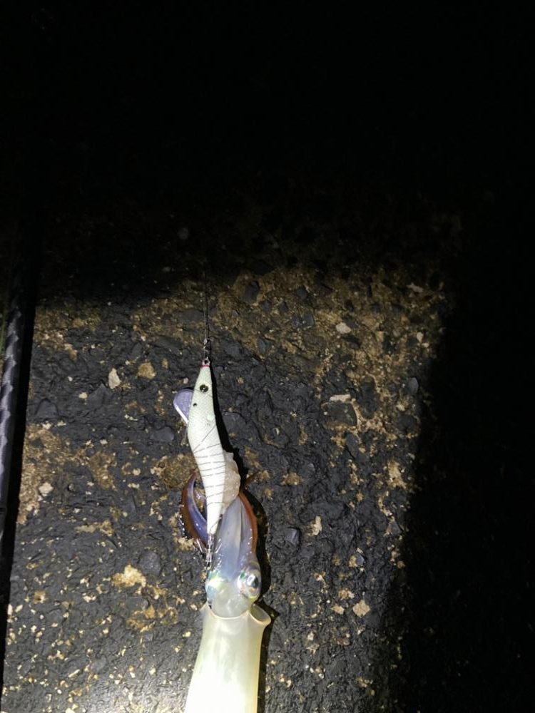 ヤリイカ厳しいけどなんとか釣れる