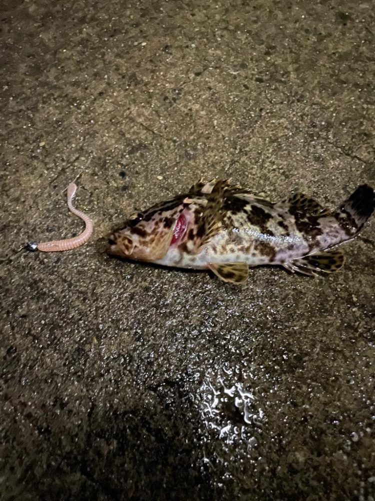 厳しいアジング