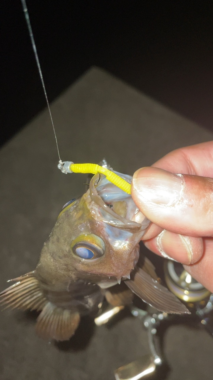 久しぶりのメバリング♪