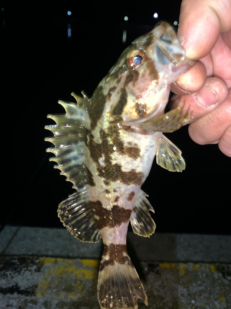 タケノコメバル②