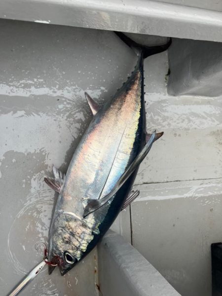 今シーズン4回目のトンジギ