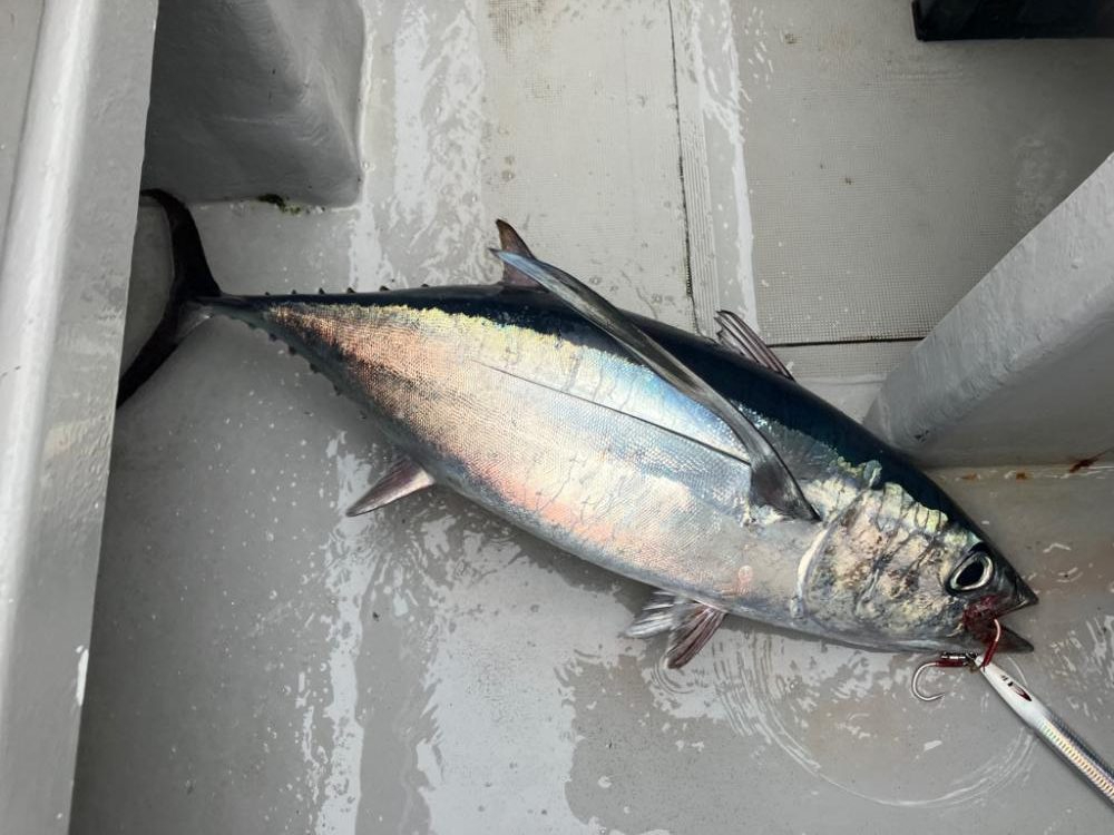 今シーズン4回目のトンジギ