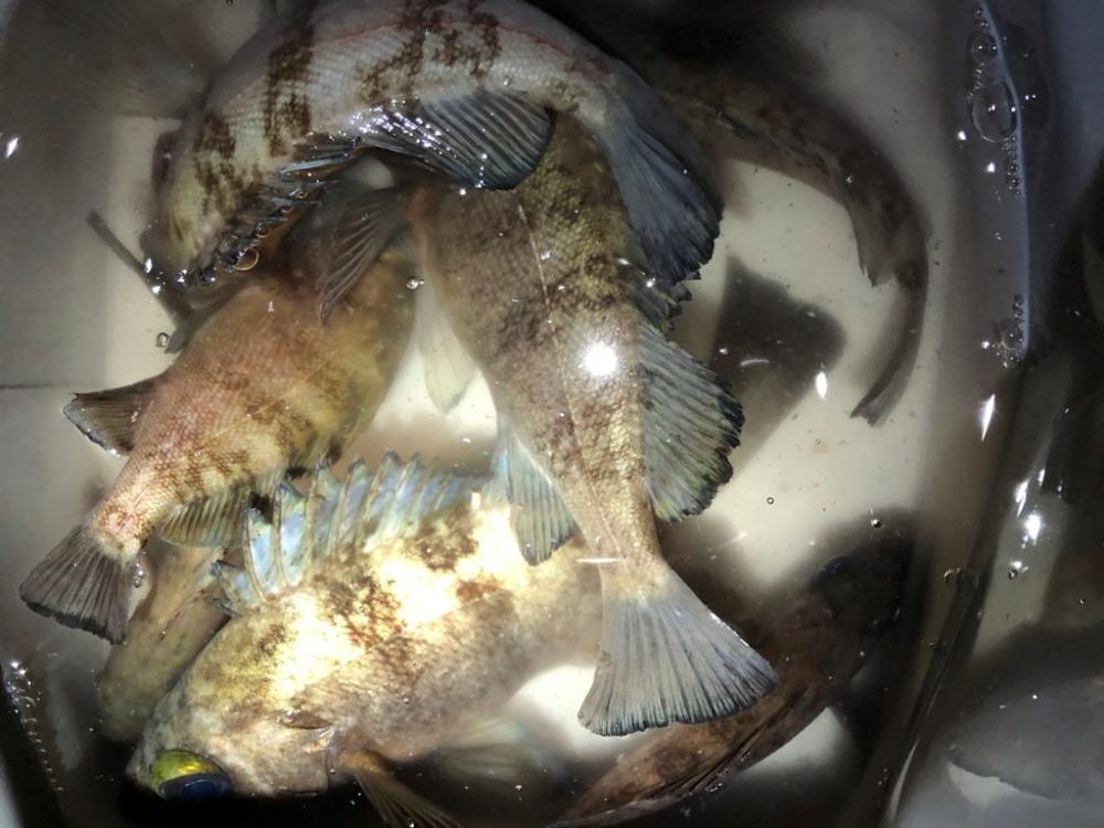 一夜干しを仕入れに