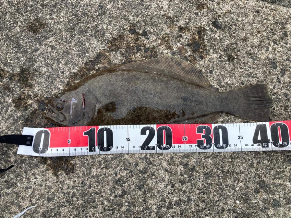 朝からワインド