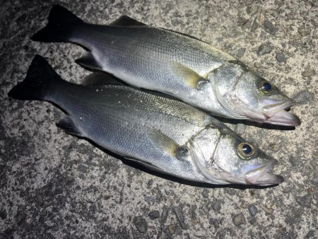 シーバスを探して三千里 Vel.1