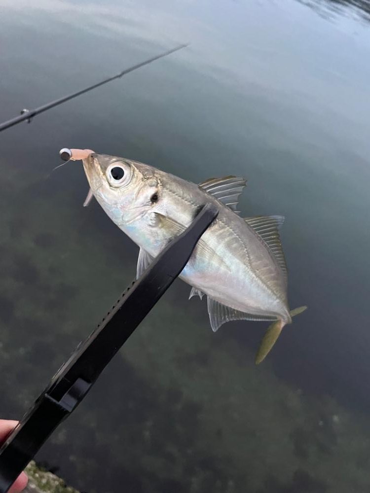 夕まずめアジング