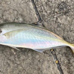 和歌山ランガン