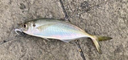 和歌山ランガン