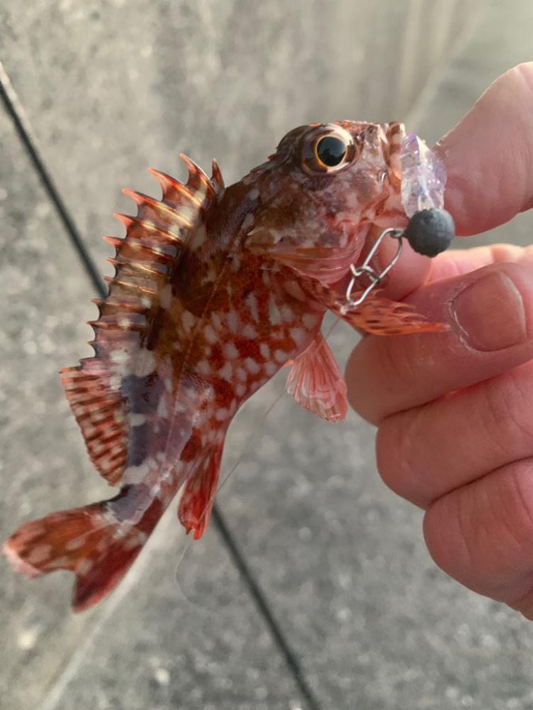 やっと釣れたのがこのサイズ