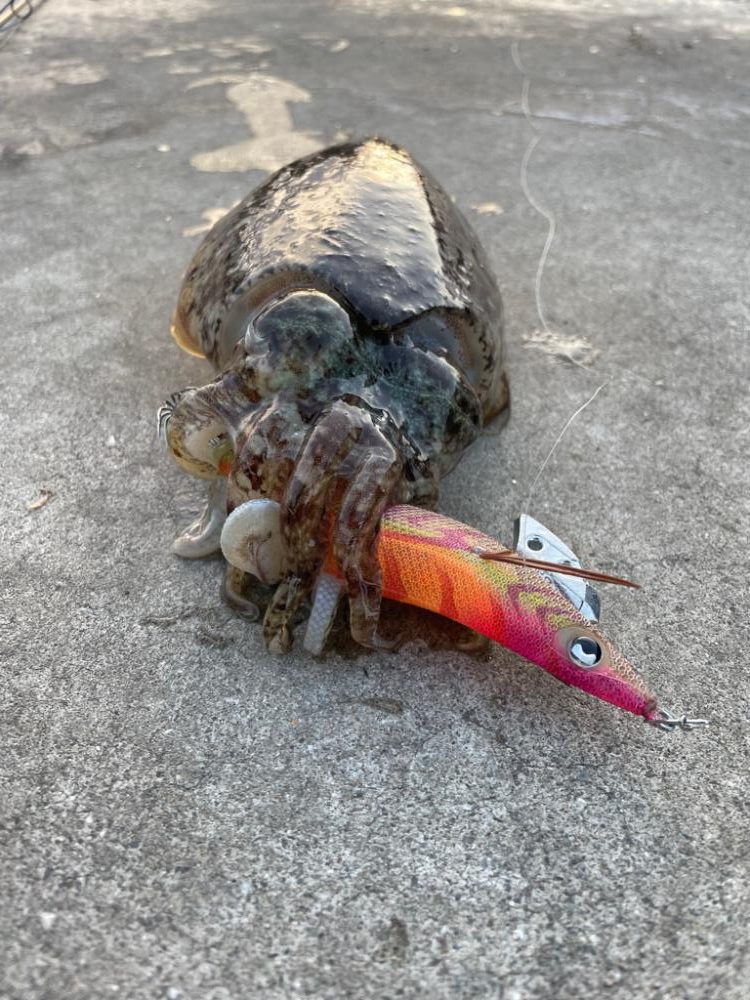 スミイカエギング