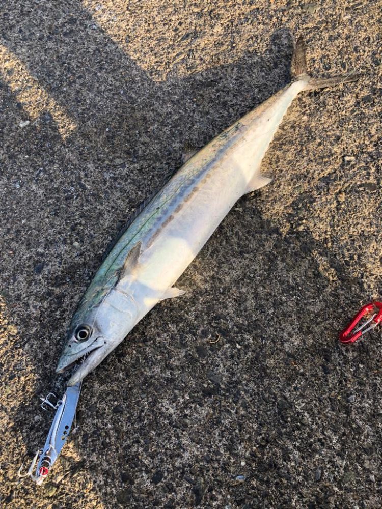 サワラはどこ？