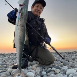 マキマキでサゴシ連発！