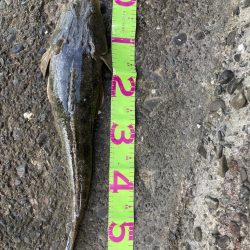 今年初大物です