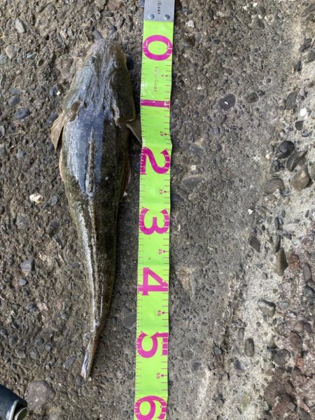 今年初大物です