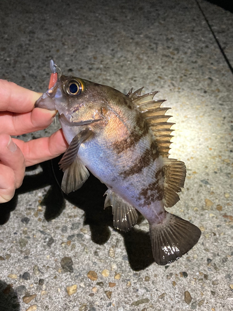 安定して来ました