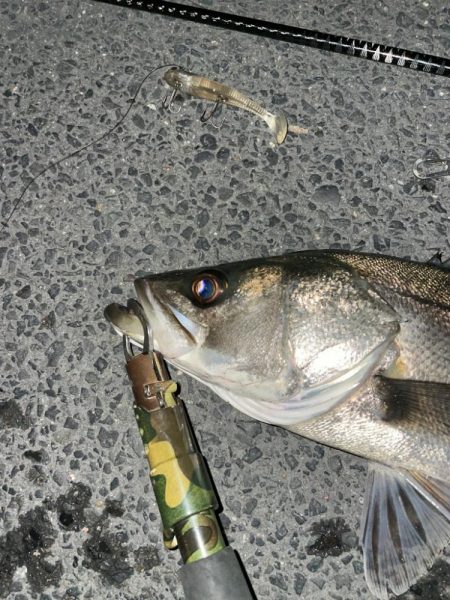 陸っぱり今年初