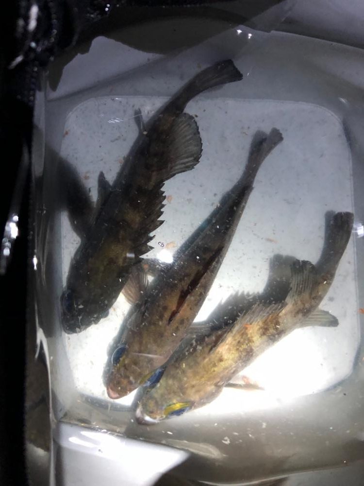 メバリングマラソン