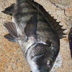 雨のちメバリング♪