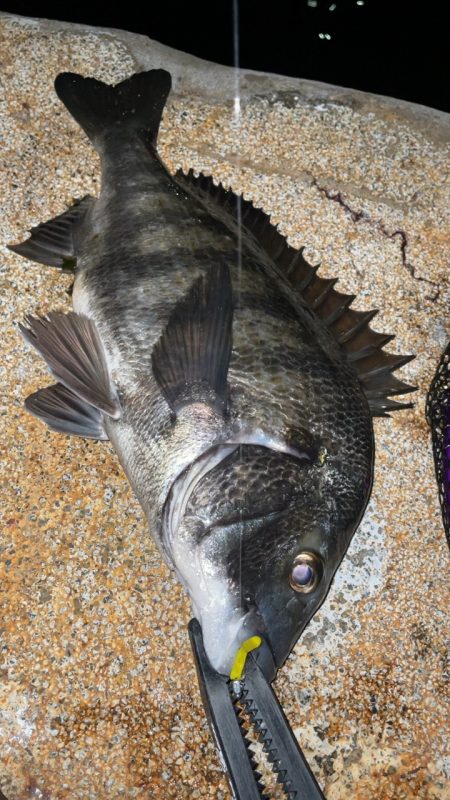 雨のちメバリング♪