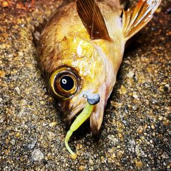 大阪湾メバリング！