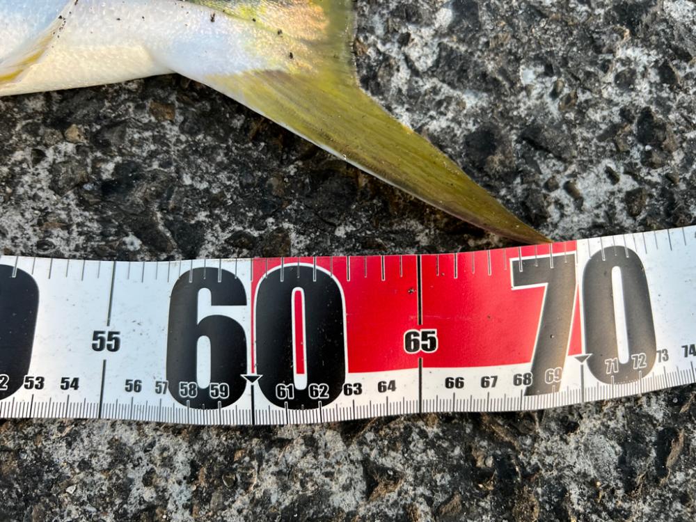 ナブラを追って隣の港まで（笑）