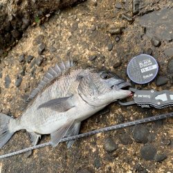 グレ狙いのはずが。。