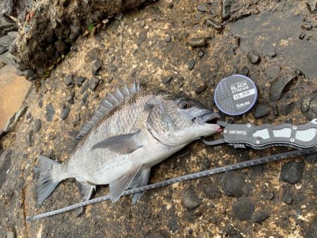 グレ狙いのはずが。。