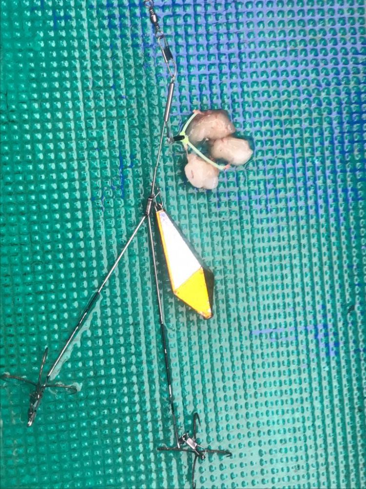 明石カットウフグ釣り