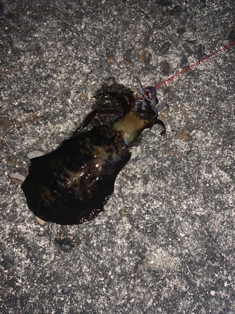 アオリイカ釣り