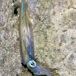 オールナイトヤリイカ