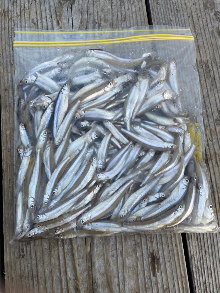 生野銀山湖ワカサギ 初魚探使用