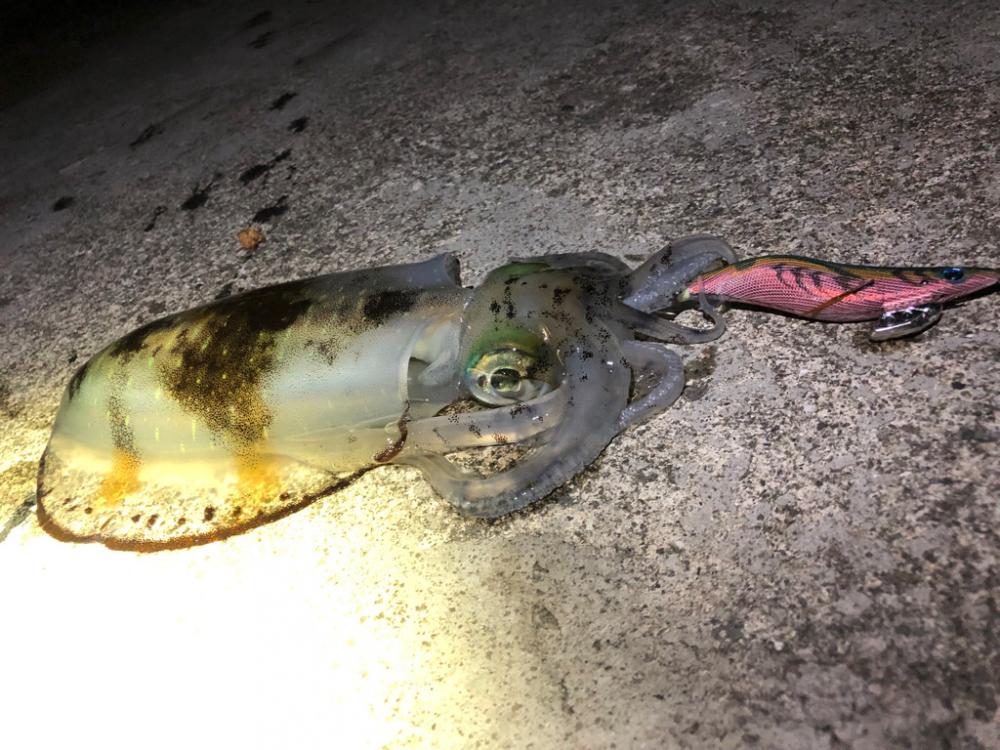 【田辺エリア】冬の夜でもシャローエギング(2月クリア)