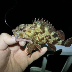 またまた穴釣り