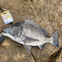 九十九島チヌ釣り❗️