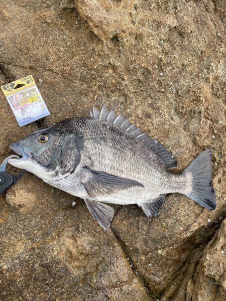 九十九島チヌ釣り❗️