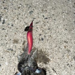 地元でのコウイカ狙い