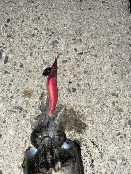 地元でのコウイカ狙い