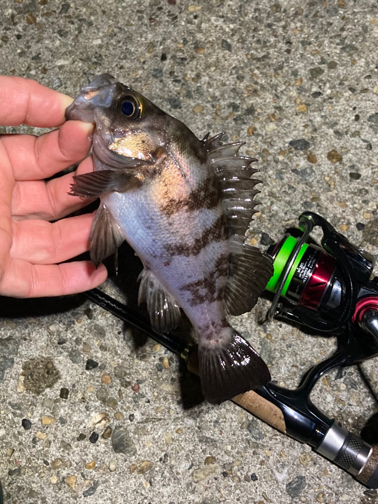 メバルぽろぽろ