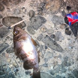 メバリング不発